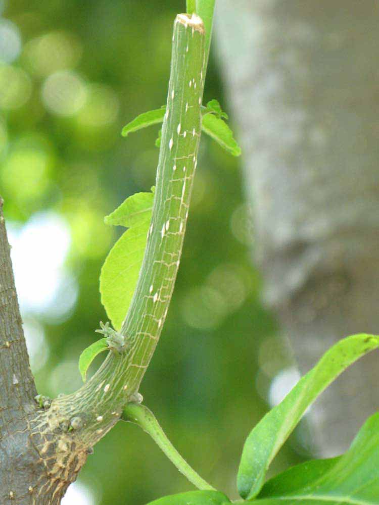            Second - third year twig (Winter Haven, FL)   
